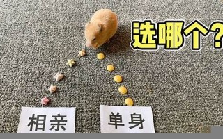 搞笑测试(搞笑测试图片)