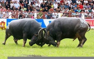 2022年4月9日黄历(2022年4月9日黄道吉日查询)