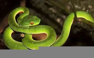 梦见蛇咬自己(梦见蛇咬自己的脚)