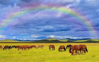 2014年马年运程(2014年马年运势)