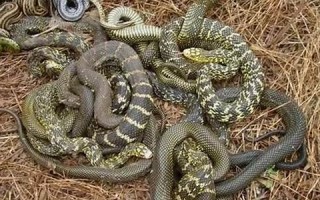 做梦梦见很多蛇(做梦梦见蛇好不好)