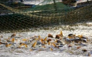 做梦梦见抓鱼(做梦梦见抓了好多鱼是什么预兆)