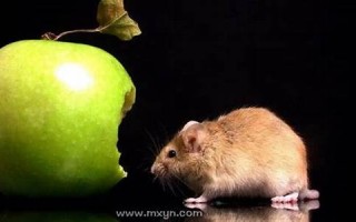 梦见死老鼠(梦见死老鼠活了是什么意思啊)