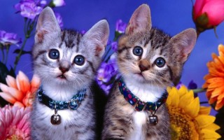 四月廿二(四月廿二是多少号)