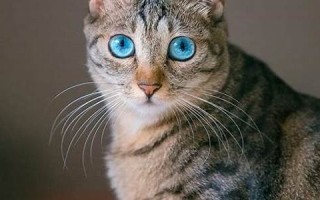 梦见猫是什么预兆 女性(梦见猫是什么预兆 女性怀孕了)