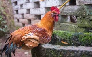 93年属什么生肖(93年属什么生肖属相)