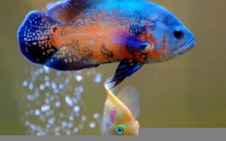 梦见鱼是什么征兆(男人梦见鱼是什么征兆)