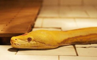 梦到蛇是什么意思(做梦梦到蛇是什么意思)