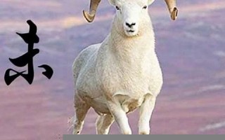 属羊2023年的运势及运程(属羊2023年的运势及运程1979)