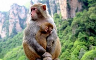 属猴的和什么属相最配(属羊的和什么属相最配)