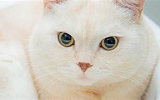 梦见白猫(梦见白猫是什么预兆 女性)