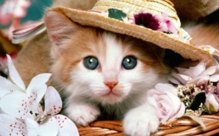 2015年运势(2015年运势最好的属相)