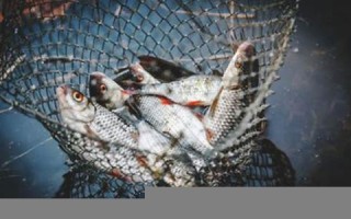 做梦抓鱼(做梦抓鱼抓了很多鱼)