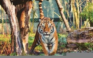 梦见打老虎(梦见打老虎是什么预兆 女性)