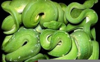 梦见蛇好不好(梦见蛇好不好是什么意思周公解梦)