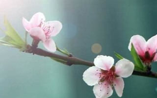 二月初四(2024年农历十二月初四)