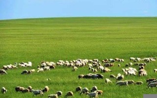 梦见别人杀羊(梦见杀羊见血是什么预兆)