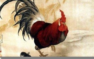 2023年属鸡人的全年运势(2023年属鸡人的全年运势详解)