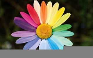 梦见各种花(梦见各种花开了是什么意思)