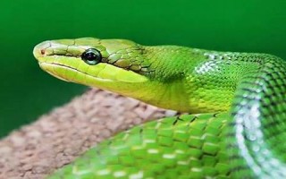 梦见蛇好吗(解梦梦见蛇是什么意思)