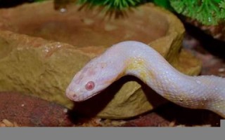 梦见蛇是怎么回事(孕妇老梦见蛇是怎么回事)