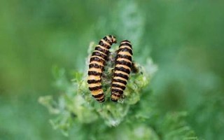 梦见虫子(梦见虫子钻进皮肤我又拽出来了)