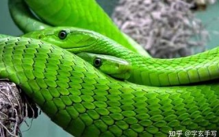 做梦梦到蛇是什么征兆(做梦梦到两条蛇是什么征兆)