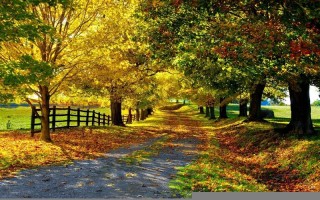 梦见掉牙什么意思(梦见掉牙什么意思周公解梦女人)