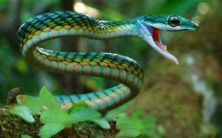 做梦梦见好多蛇(梦见很多蛇是什么意思)