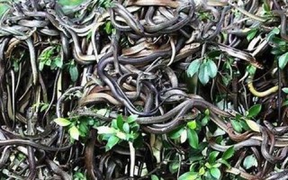 梦见好多蛇(梦见好多蛇是什么预兆 女性)