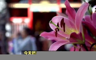 农历四月初七(农历四月初七出生的人是什么命)