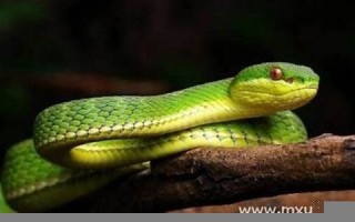 梦见蛇是什么预兆 女性(梦见蛇是什么预兆 男性)