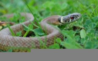 属蛇人2024年全年运势运程(属蛇人2025年全年运势运程)