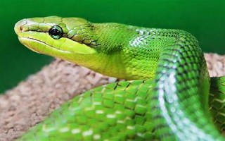 梦见被蛇缠身(梦见大蛇缠身什么预兆)