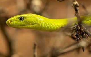 女人梦见蛇预示着什么(女人做梦梦见蛇是什么征兆)