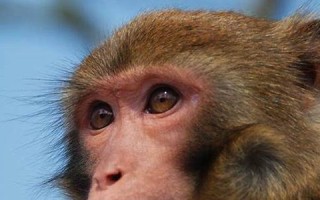 2022年属猴人的全年运势(2022年属猴人的全年运势详解)