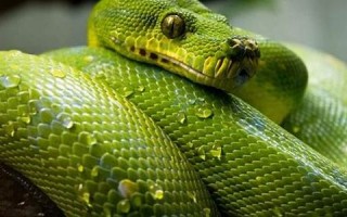 梦见蛇是什么预兆(梦见蛇是什么预兆把蛇杀了)