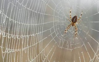 梦见蜘蛛网(梦见蜘蛛网是什么预兆 女性周公解梦)