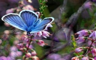 梦见狗咬自己(梦见狗咬自己的手没出血是什么意思)